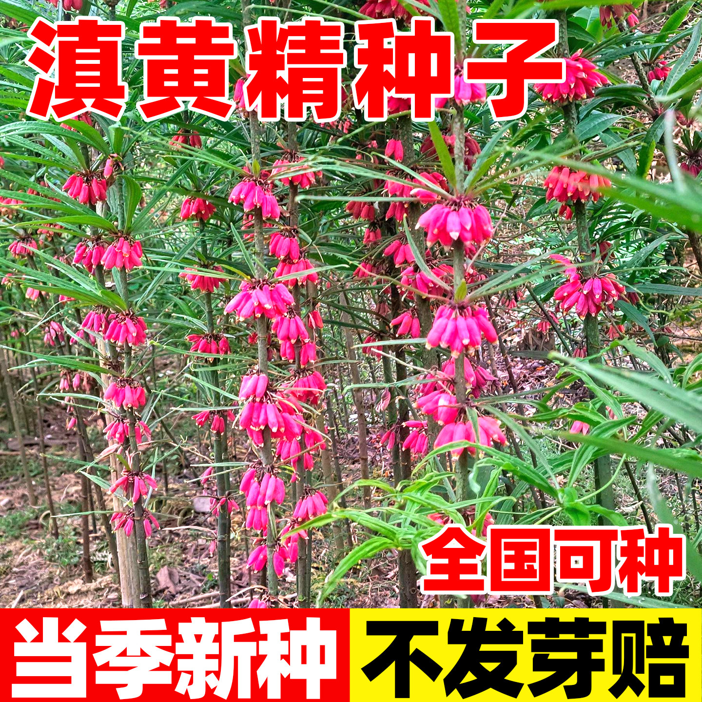 中药材滇黄精种子带芽鸡头黄精老虎姜种苗多花节节高中草药新种籽