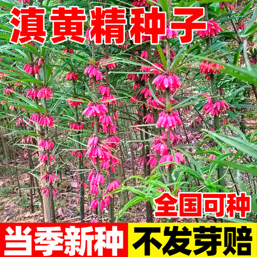 中药材滇黄精种子带芽鸡头黄精老
