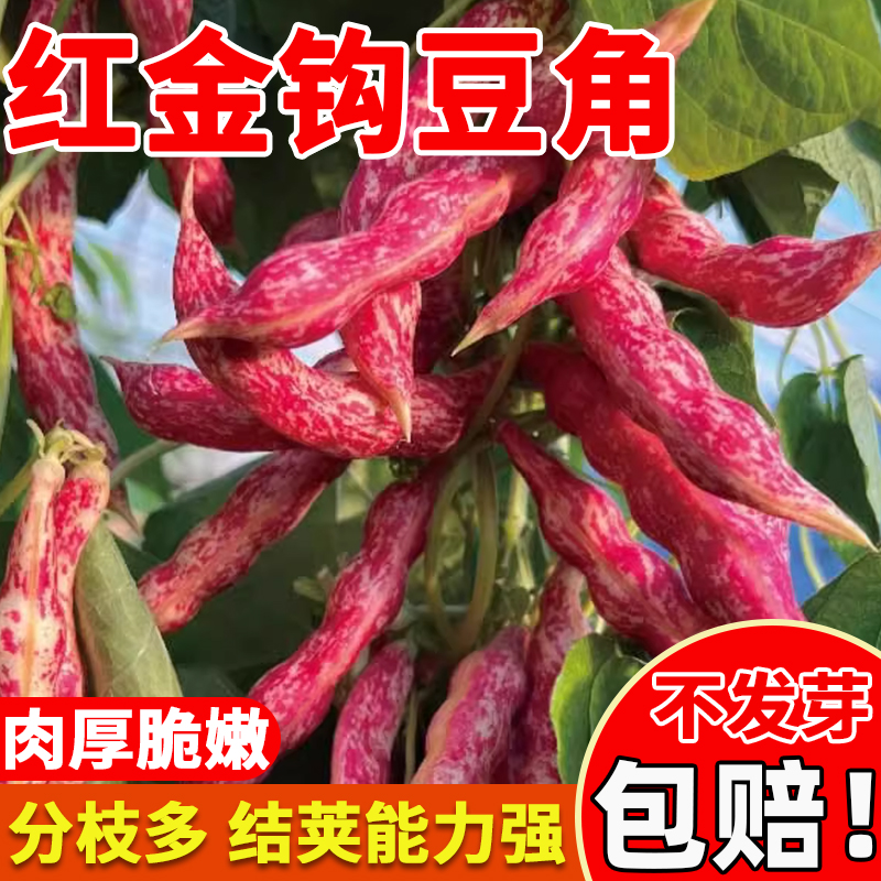 红金钩豆角种子四季种植早熟高产