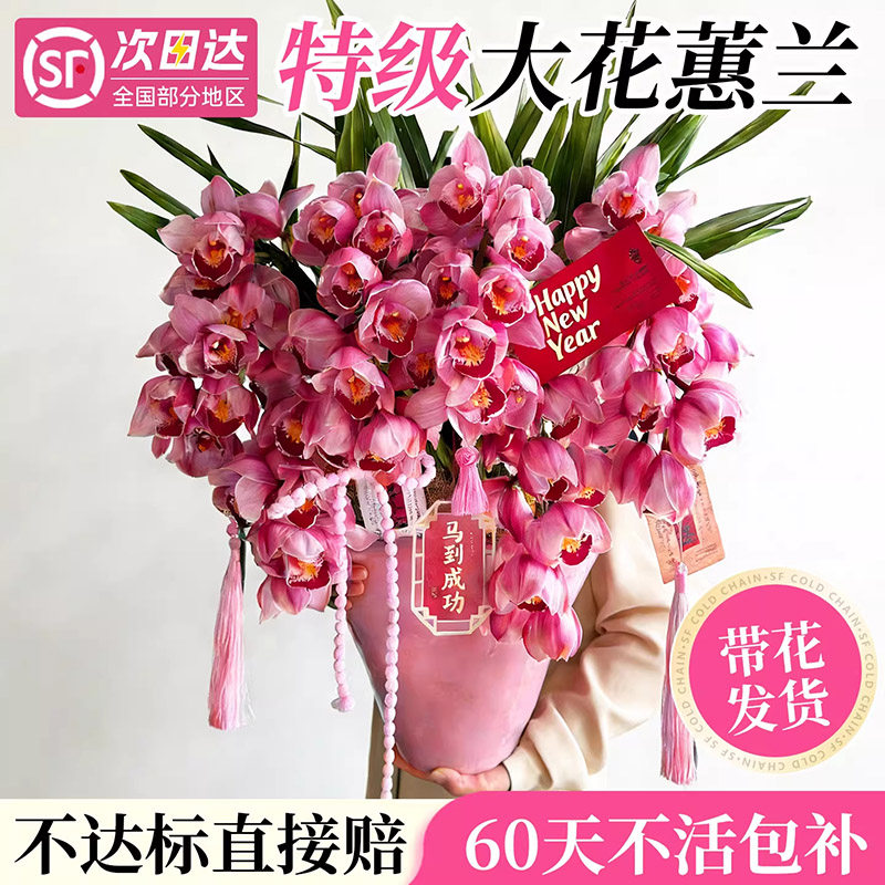 大花蕙兰带花苞盆栽鲜切兰花年宵