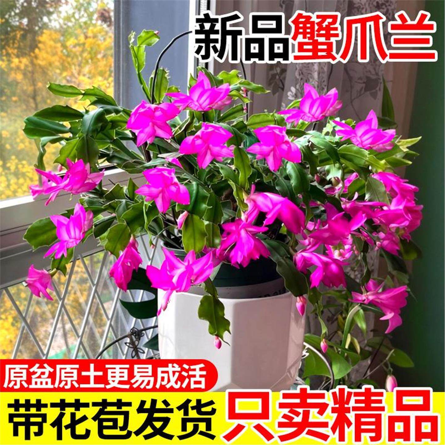 新品蟹爪兰花苗盆栽带花苞四季好养活多肉绿植盆栽蟹爪莲室内花卉