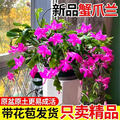 新品蟹爪兰花苗盆栽带花苞四季好