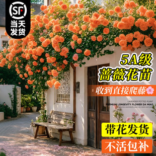 蔷薇花苗藤本月季花树爬藤花卉植物大苗阳台庭院四季好养耐寒绿植