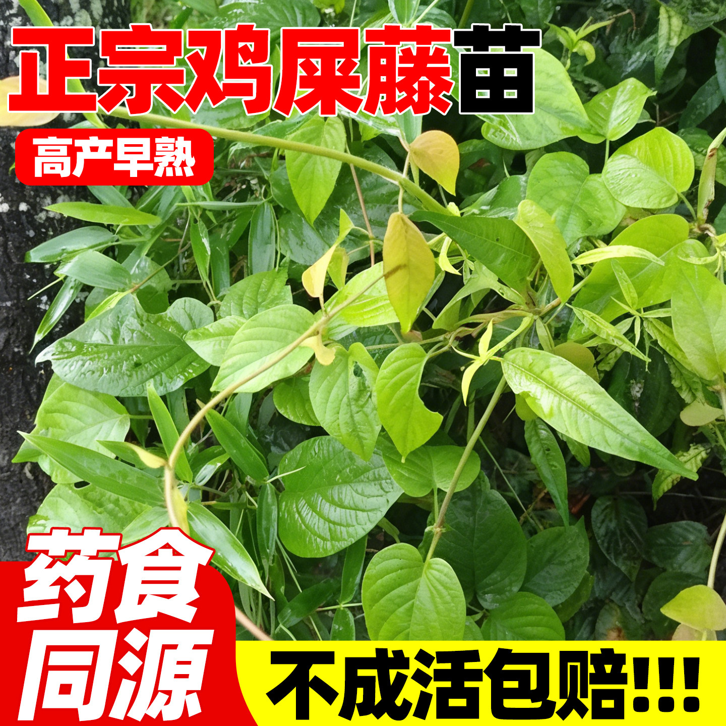 鸡屎藤苗海南小吃酸臭味白紫色花广东特产臭屁藤大小叶臭藤鸡矢藤
