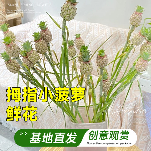 云南昆明基地直发水培植物稀有小