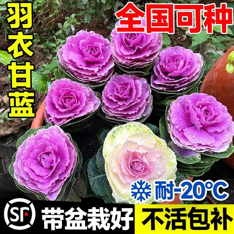 羽衣甘蓝盆栽大苗带花观叶食用植物绿化花园观赏花卉牡丹冬季耐寒,鲜花速递/花卉仿真/绿植园艺,种苗/半成品盆栽,淘宝优惠券,粉丝福利购,淘宝优惠卷