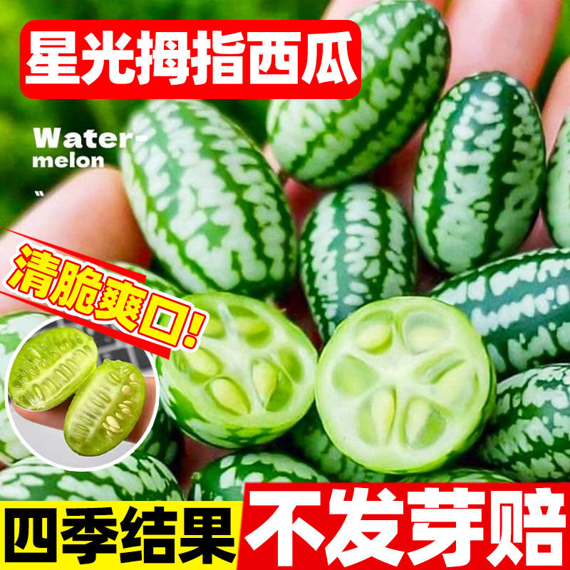 星光拇指西瓜种子薄皮可食用迷你小西瓜种籽四季种手指西瓜种子孑