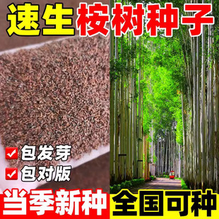 桉树种子四季种速生巨大小广林9号桉树种子蓝按桉树籽林木树种孑