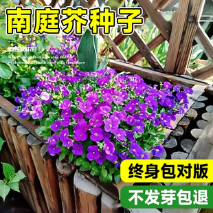 南庭芥花种籽子凤仙花太阳花种子孑庭院野花花卉易成活四季播开花