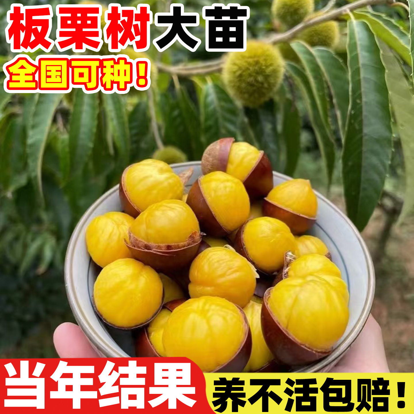 特大板栗苗树南方北方种植地栽大