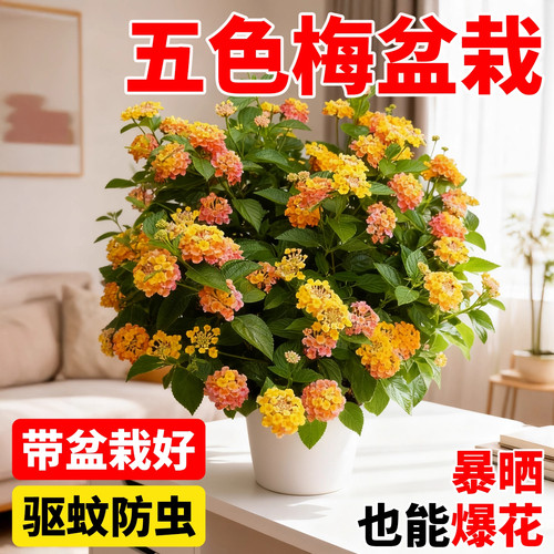 五色梅盆栽驱蚊植物花卉马缨丹五