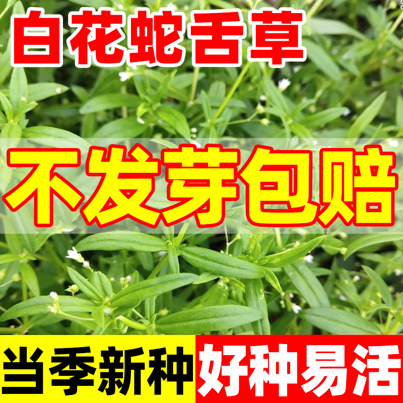 白花蛇舌草种子四季种植盆栽