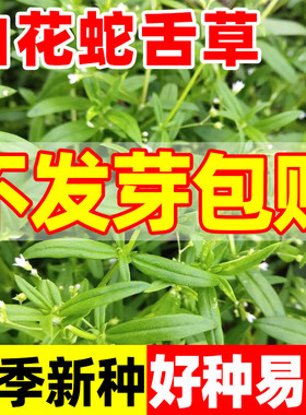 白花蛇舌草种子四季种植盆栽