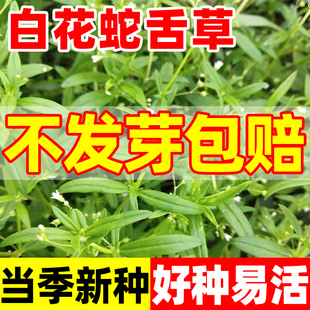 白花蛇舌草种子舌草种子半枝莲种子四季种室外庭院百花蛇舌草种子