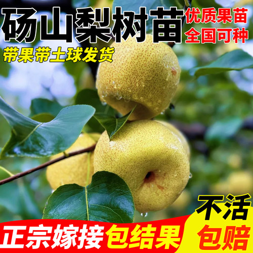 砀山酥梨苗盆栽嫁接早熟当年结果