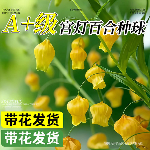 宫灯百合花块茎种球根四季种植阳
