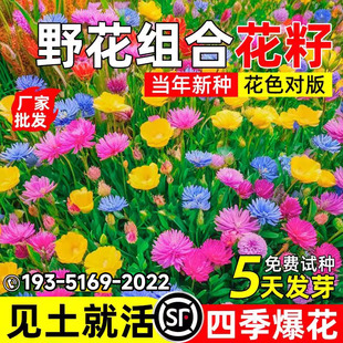野花组合花种籽四季种开花庭院阳台盆栽撒土就活景观波斯菊花种子