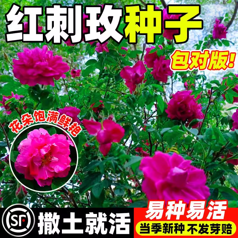 红刺玫种子玫瑰花种籽四季开花易活阳台庭院盆栽大花黄刺玫种孑籽