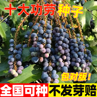 十大功劳种子中草药盆栽苗土黄莲苗观赏净化空气多年生灌木树种籽