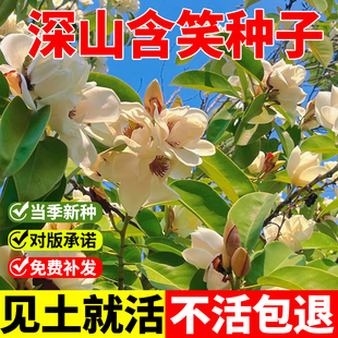 深山含笑种子又名含笑花种子四季种植易活多年生红花含笑树种子籽
