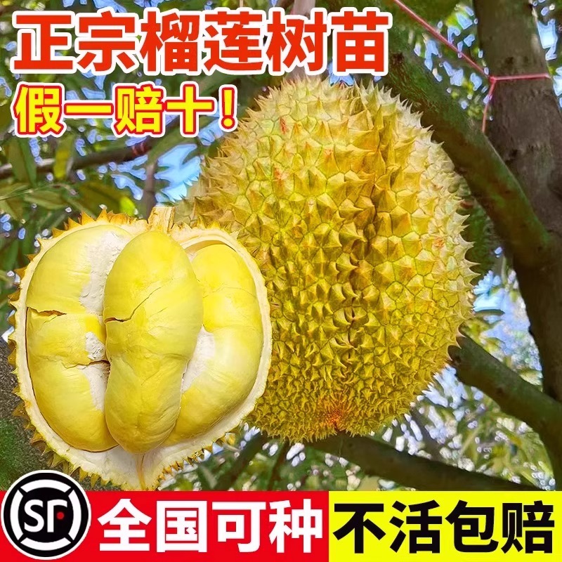 金枕榴莲树果苗当年结果南北种植