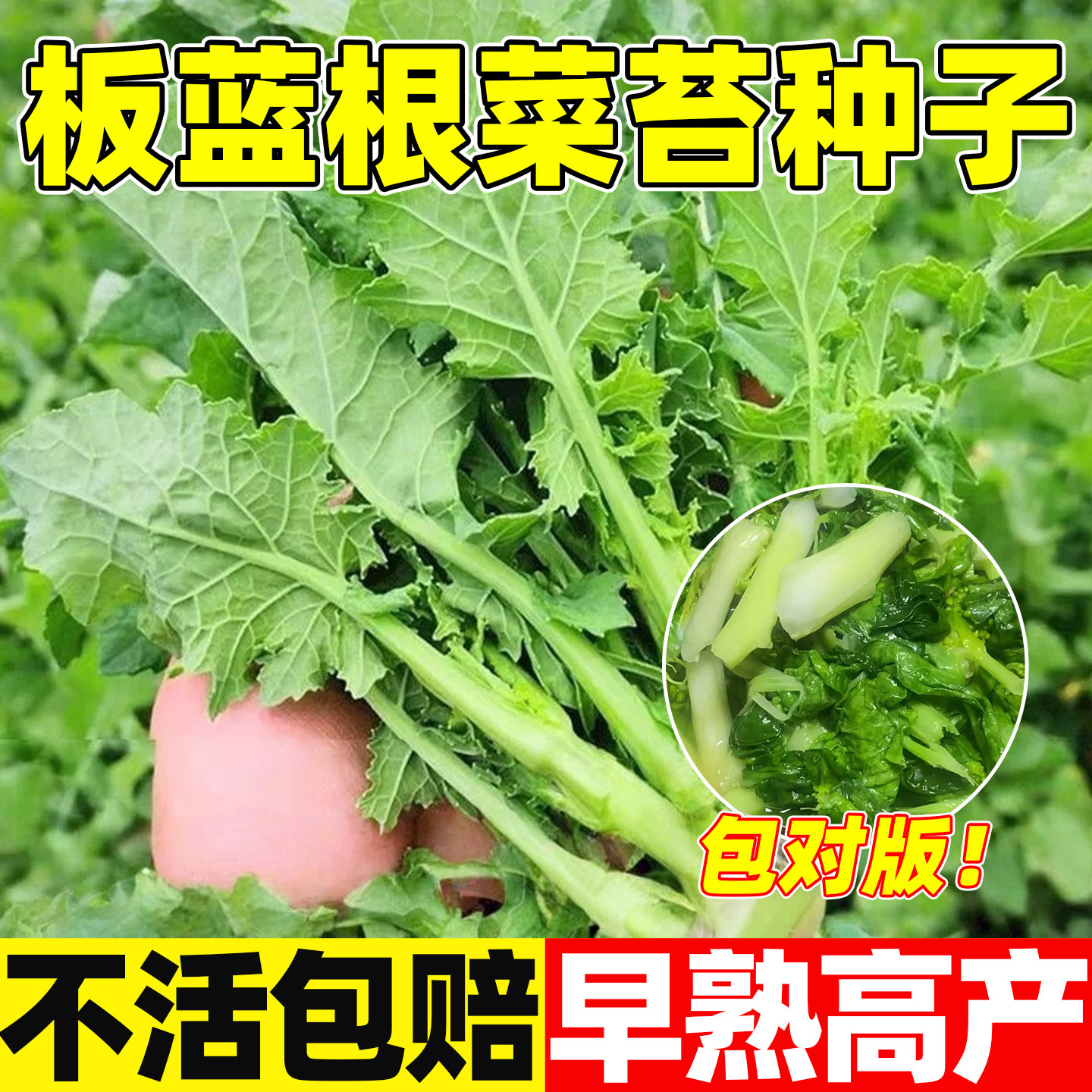 板蓝根青菜苔种子四季蔬菜种孑阳台盆栽春季油菜苔种籽中药材种籽