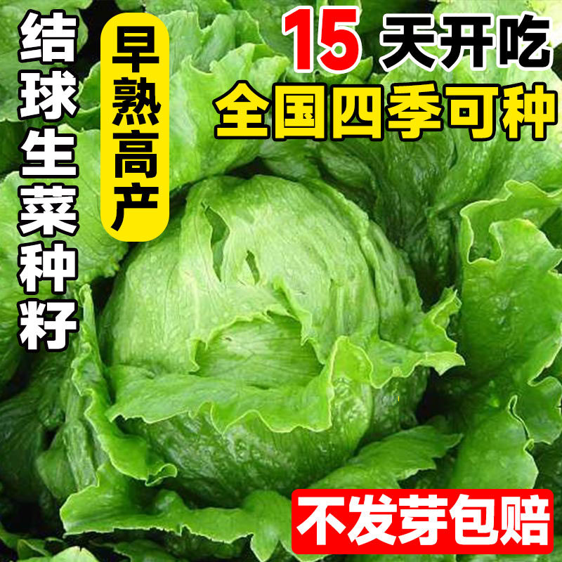 结球生菜种子奶油包心生菜脆甜球型生菜春夏秋四季播生菜球菜种子