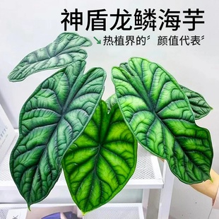 神盾海芋龙鳞海芋除甲醛观叶植物盆栽室内客厅网红热植室内好养活