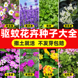 驱蚊草花种子大全四季种植易成活盆栽除虫菊夜来香薰衣草薄荷种籽