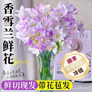 香雪兰鲜花云南基地直发室内水培客厅插花情人节小苍兰鲜切花花束