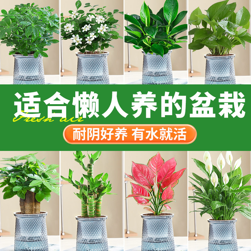适合懒人养的花盆栽室内桌面水培花卉绿萝吊兰四季耐阴好养绿植物
