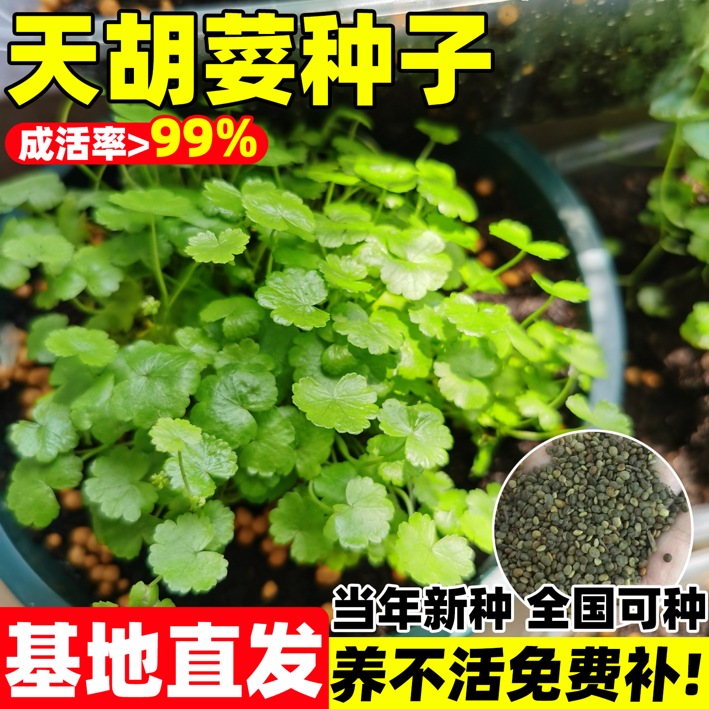 天胡荽种子中草药材满天星苗鱼鳞草羊皮菌步地锦破铜钱多年生草本