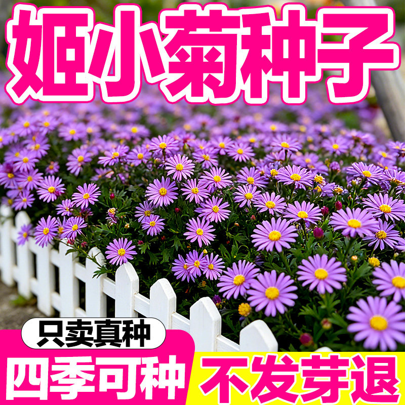 姬小菊种子多年生种庭院盆栽四季播花籽花子花卉植物种孑易活种孑