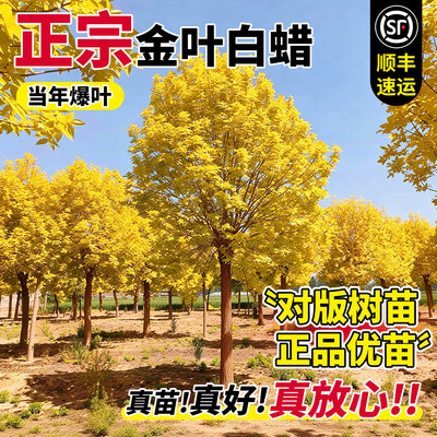 丛生对节白蜡树苗正宗金叶青