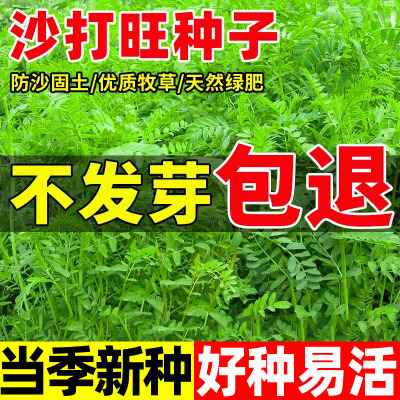 沙打旺种子护坡固土防沙耐寒耐旱