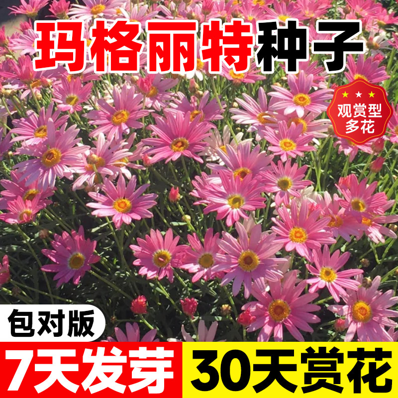 四季植物玛格丽特花种子室外盆栽图片