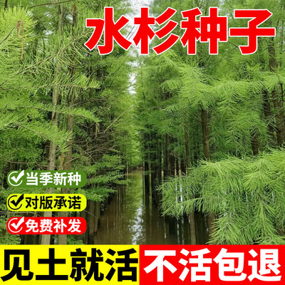 水杉树种子绿化树木园林庭院景观