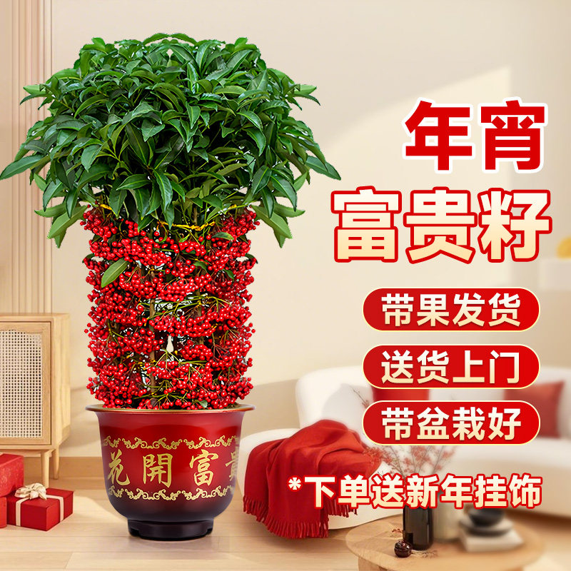 大盆富贵籽盆栽带红果黄金万两大