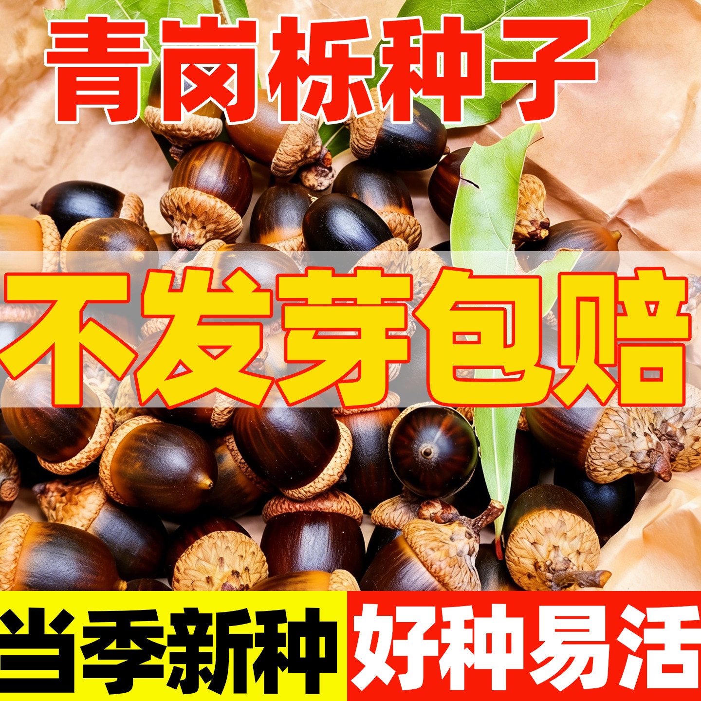 青冈栎种子青冈紫心木种籽四季种植易成活绿化景观庭院槲栎气象树