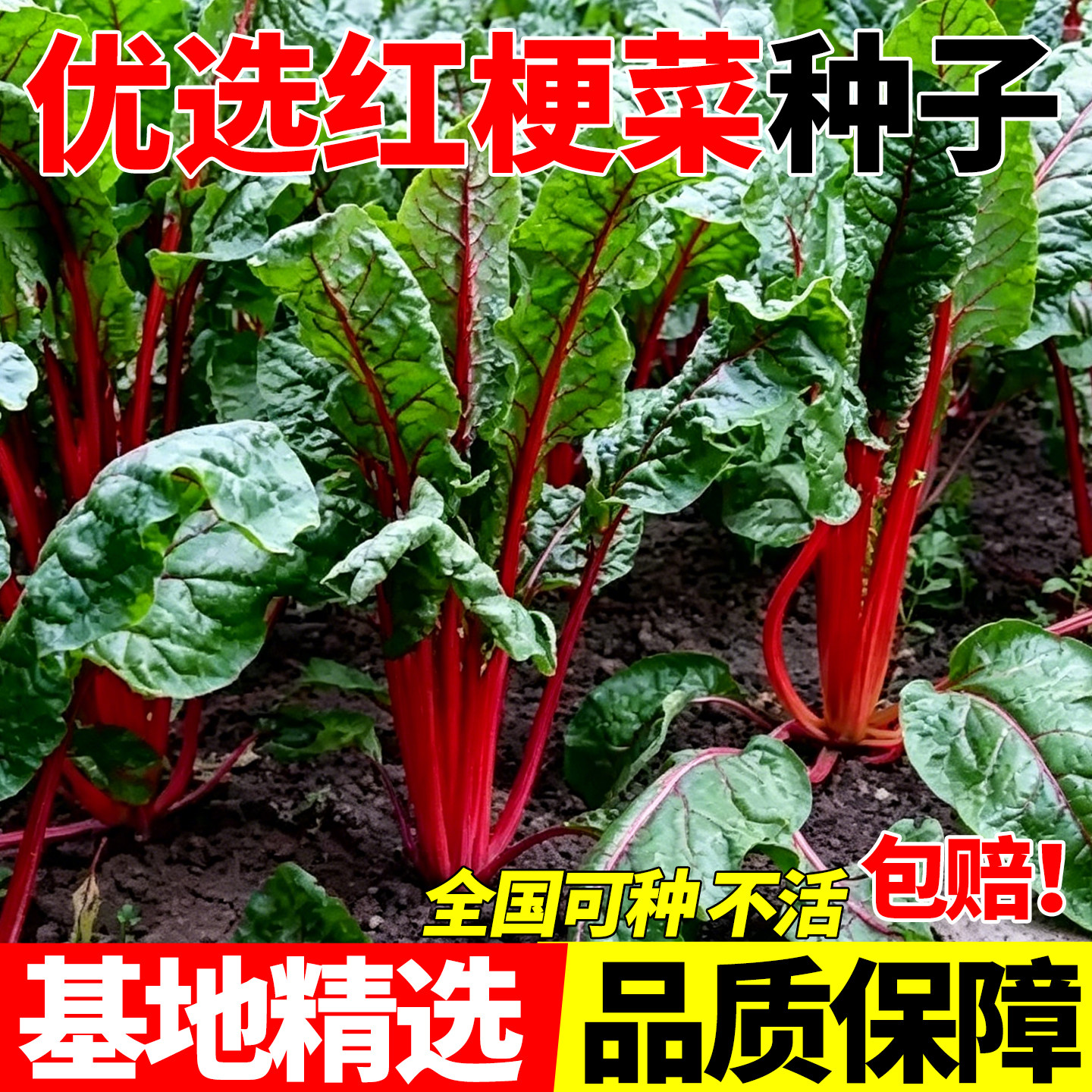 优选红梗菜种子救心草菠菜种籽蔬菜四季播庭院阳台丹麦红莲草种子