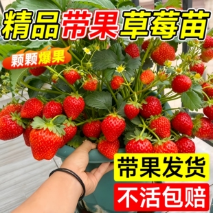 草莓苗盆栽秧苗丹东99新苗秧奶油玄玉优质脱毒种苗大果苗四季结果
