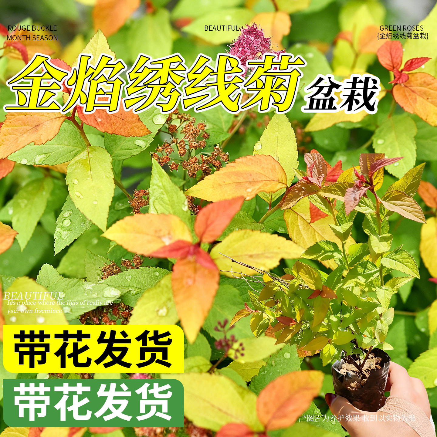 金焰绣线菊盆栽庭院多年生灌木粉花绣线菊苗观叶花境植物耐寒耐热