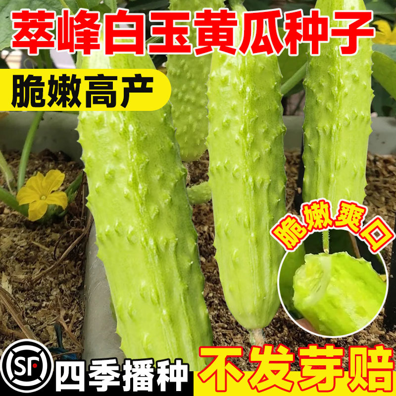 萃峰白玉黄瓜种子四季旱黄瓜图片