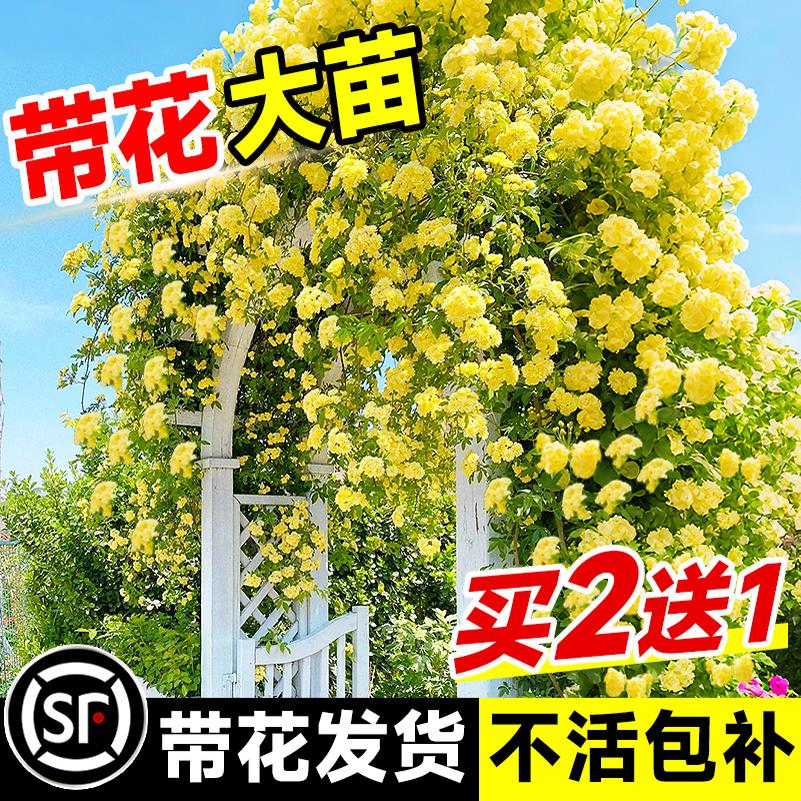 黄木香花苗爬藤植物老桩树苗重瓣图片