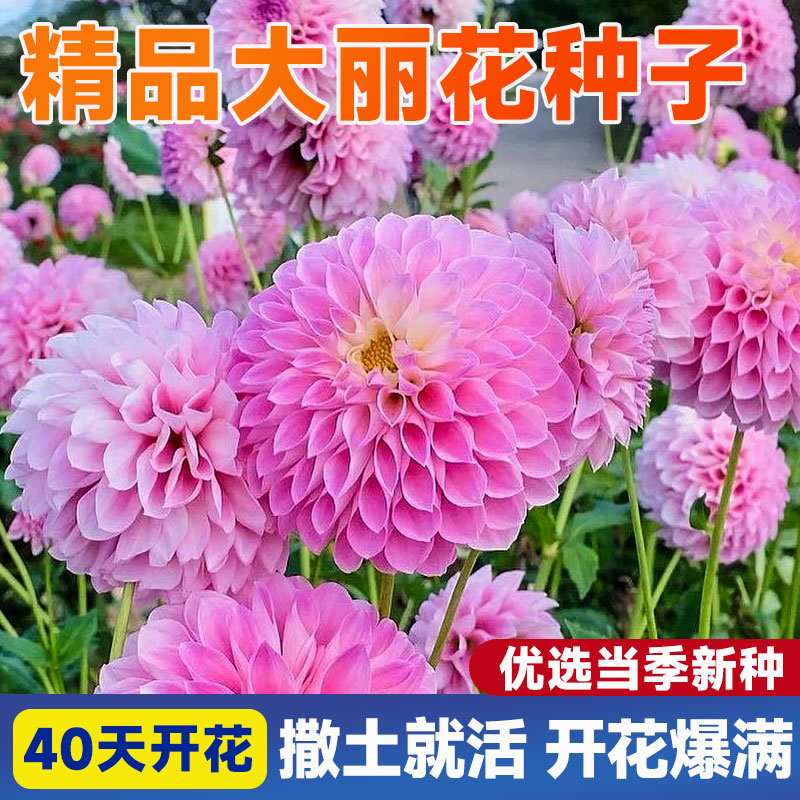 大丽花种子多年生重瓣小丽花籽四季播种地瓜花庭院室内外阳台盆栽