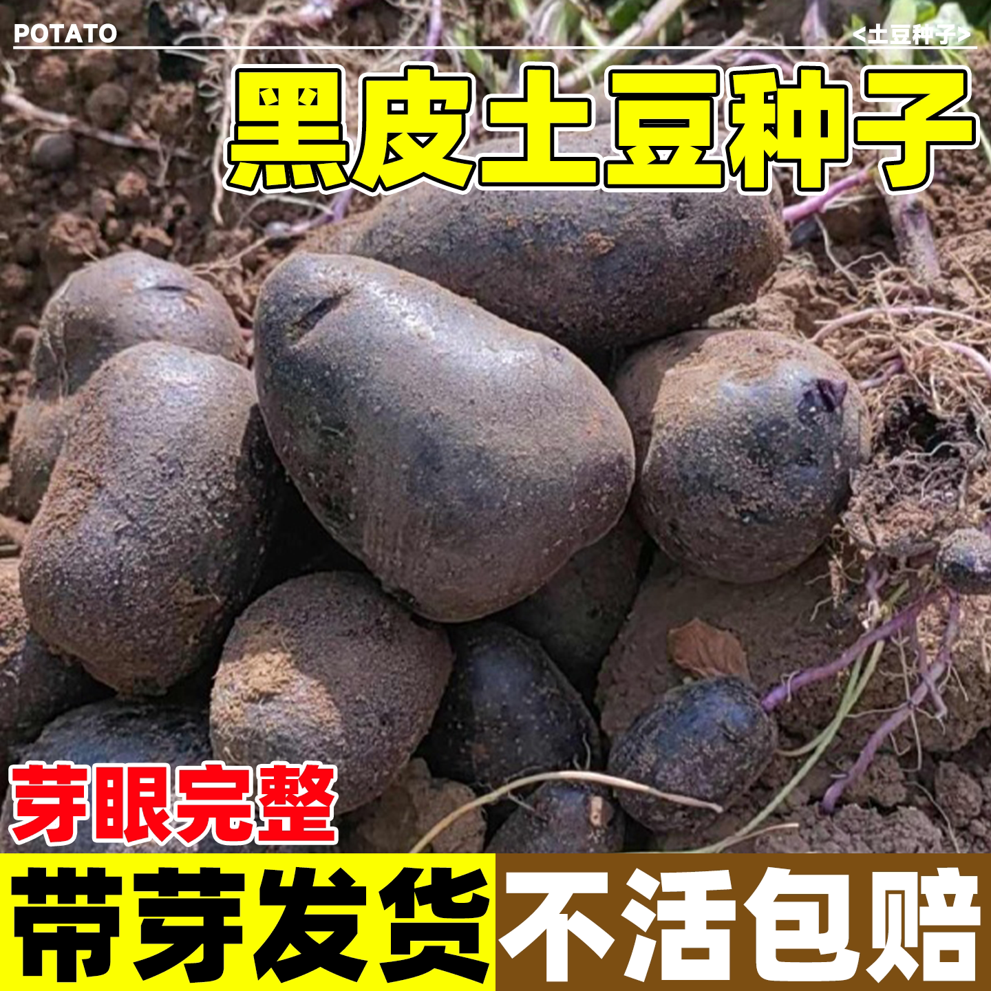 黑皮土豆种种孑原种子马铃薯种黄图片