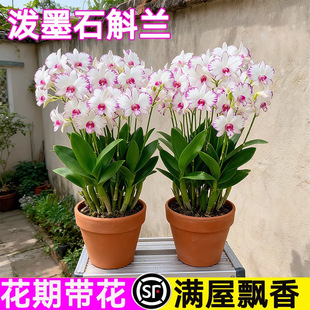 白泼墨秋石斛兰盆栽现带花苞梦香文心兰名贵花卉植物室内好养绿植