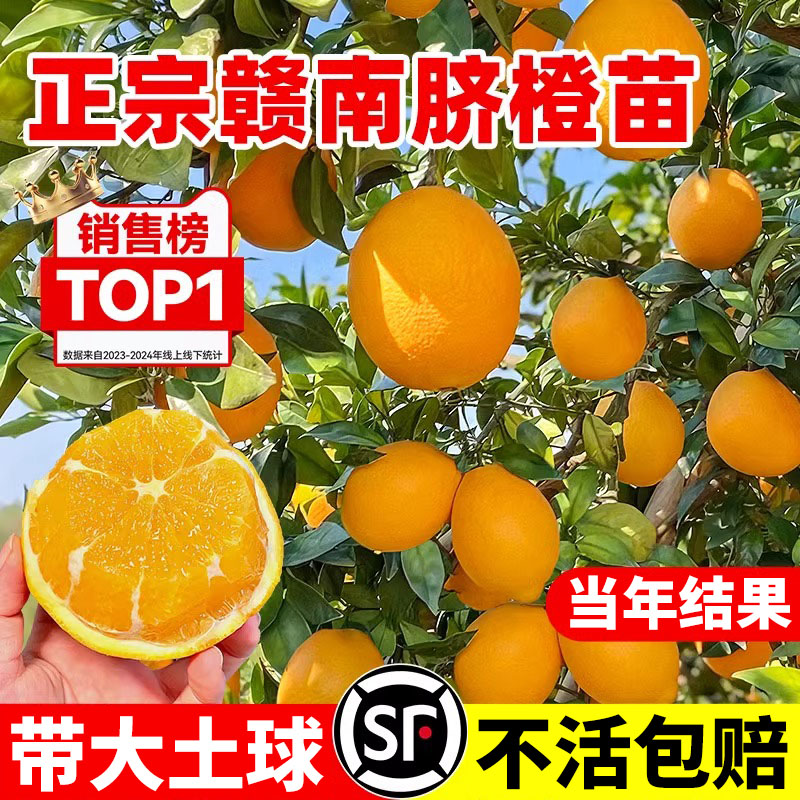 赣南脐橙树苗果冻橙子果树果苗当图片