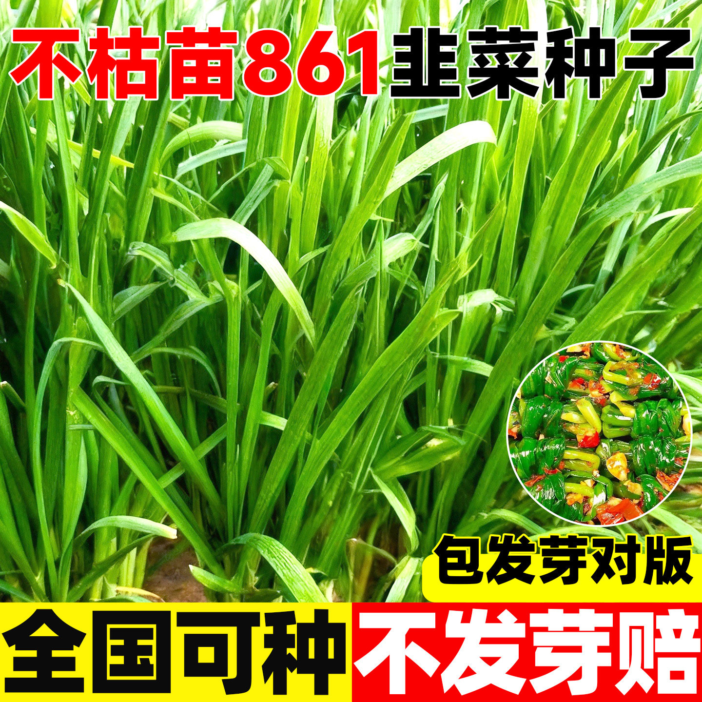不枯苗861韭菜种子紫根韭菜四