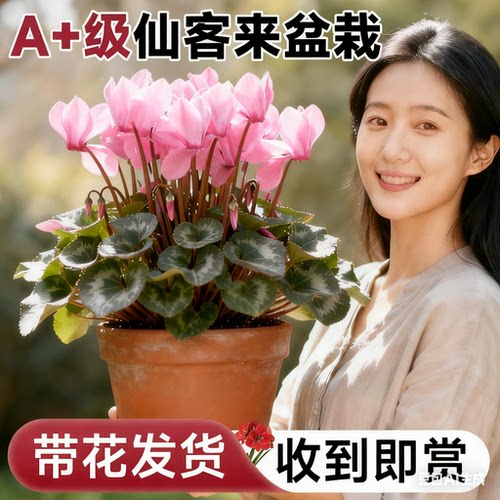 仙客来盆栽带花特大号兔子花卉